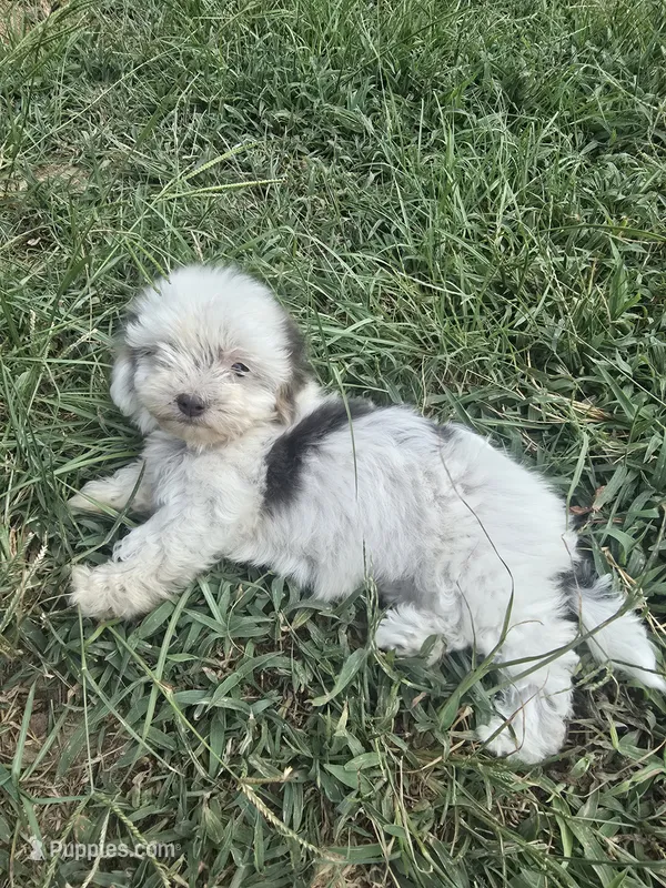 Sweetie  – Morkie puppy for sale in Winnsboro, TX