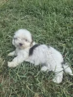 Sweetie , a female Morkie for sale in Winnsboro, TX – 1 of 2