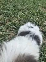 Mad Max, a male Morkie for sale in Winnsboro, TX – 2 of 3