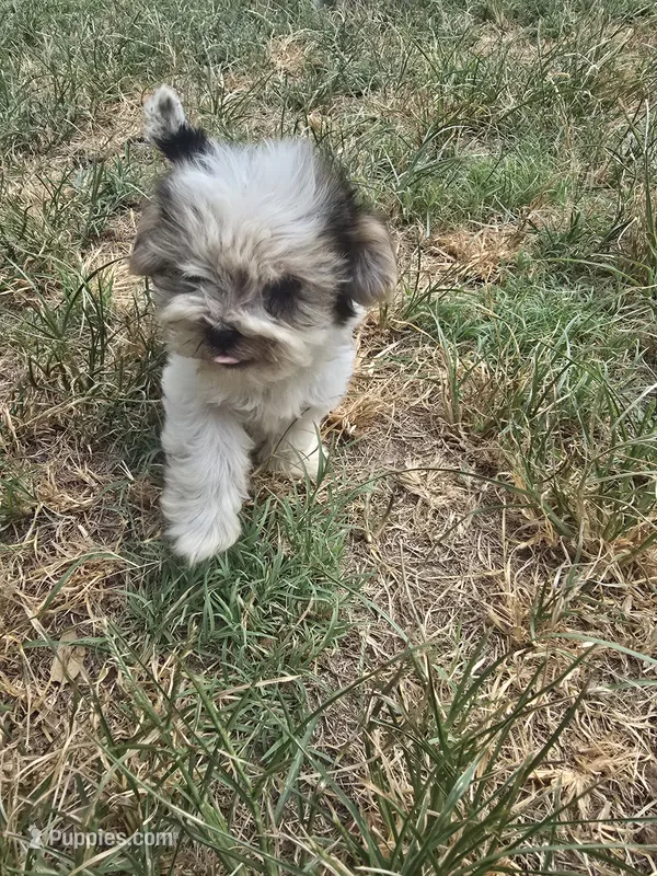 Brute – Morkie puppy for sale in Winnsboro, TX