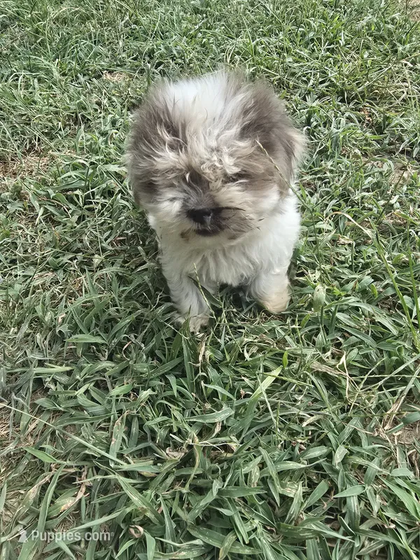 Mad Max – Morkie puppy for sale in Winnsboro, TX