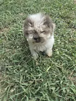 Mad Max, a male Morkie for sale in Winnsboro, TX – 1 of 3