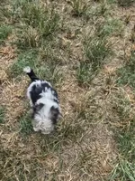 Brute, a male Morkie for sale in Winnsboro, TX – 2 of 2