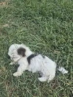 Sweetie , a female Morkie for sale in Winnsboro, TX – 2 of 2