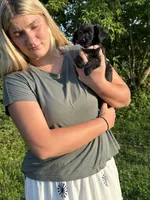 Black, a male Chiweenie for sale in Milo, ME – 5 of 9