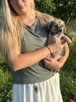 Black, a male Chiweenie for sale in Milo, ME – 6 of 9