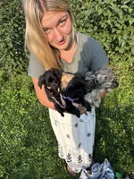 Black, a male Chiweenie for sale in Milo, ME – 3 of 9