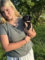 Black, a male Chiweenie for sale in Milo, ME – 7 of 9