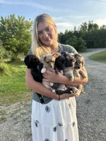 Black, a male Chiweenie for sale in Milo, ME – 2 of 9