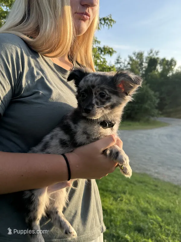 Black – Chiweenie puppy for sale in Milo, ME