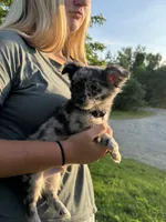 Black, a male Chiweenie for sale in Milo, ME – 1 of 9