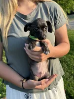 Black, a male Chiweenie for sale in Milo, ME – 8 of 9