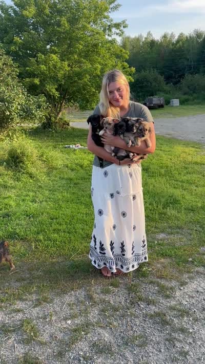 Black, a male Chiweenie for sale in Milo, ME – 9 of 9