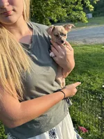 Black, a male Chiweenie for sale in Milo, ME – 4 of 9