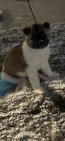 Sasha, a female Akita for sale in Dunn, NC – 6 of 6