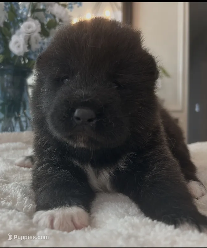 Blue – Akita puppy for sale in Dunn, NC