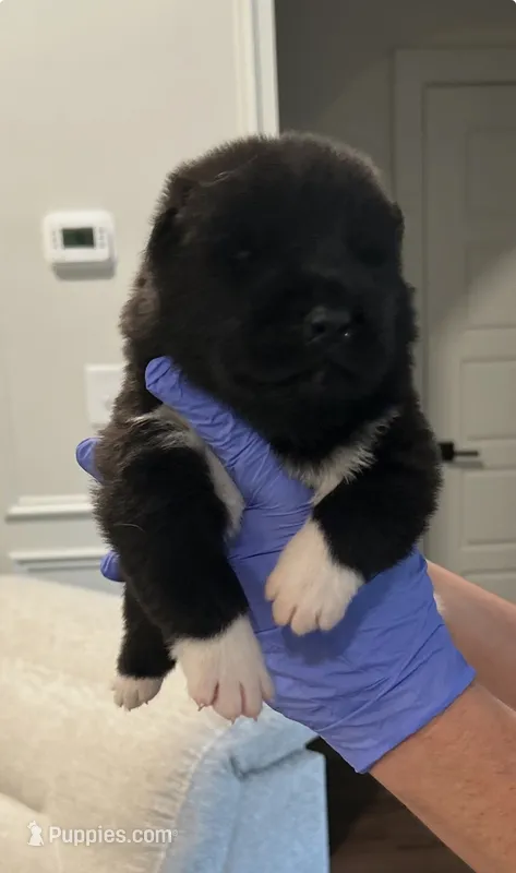 Lala – Akita puppy for sale in Dunn, NC