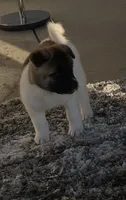 Sasha, a female Akita for sale in Dunn, NC – 2 of 6