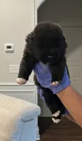 Star , a female Akita for sale in Dunn, NC – 2 of 2
