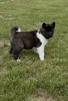 Duke , a male Akita for sale in Butner, NC – 5 of 10