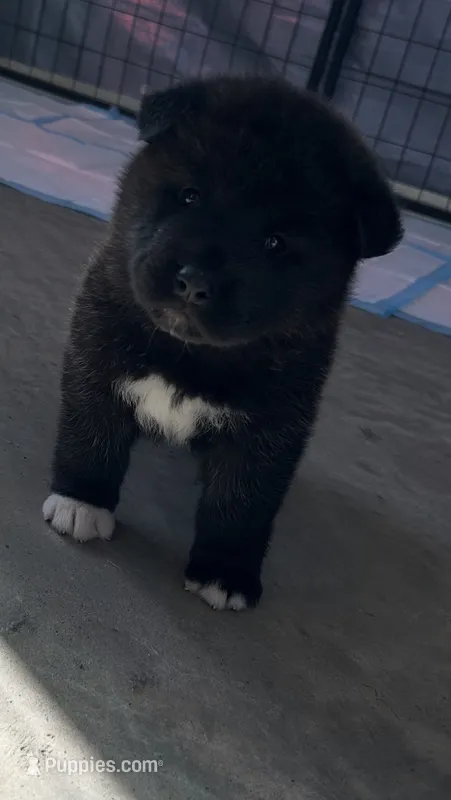 Lala – Akita puppy for sale in Dunn, NC