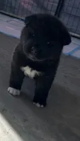 Lala, a female Akita for sale in Dunn, NC – 1 of 2