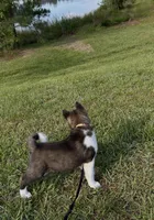 Duke , a male Akita for sale in Butner, NC – 9 of 10