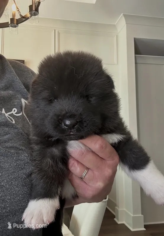 Star  – Akita puppy for sale in Dunn, NC