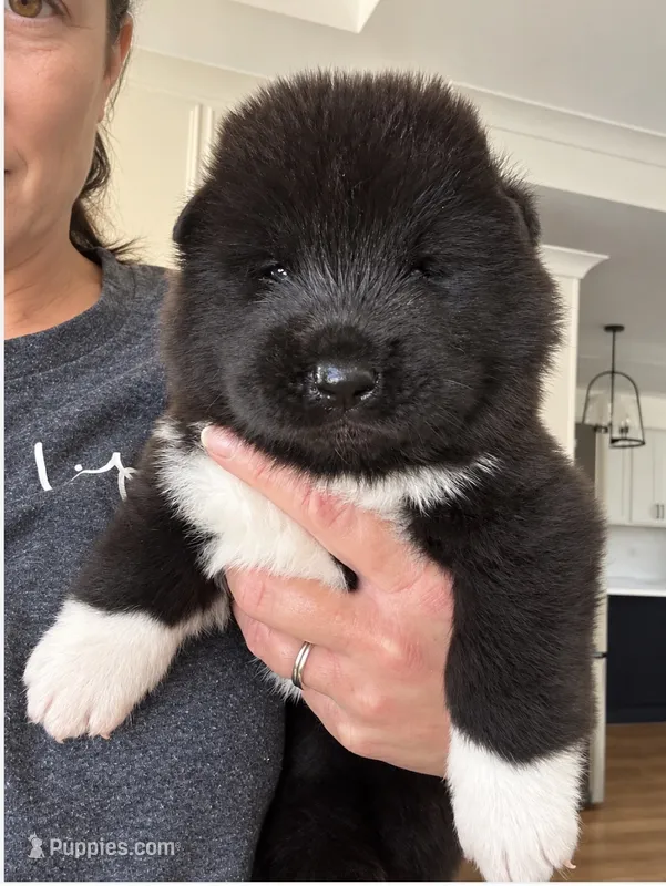 Lala – Akita puppy for sale in Dunn, NC