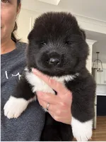 Benny , a male Akita for sale in Dunn, NC – 1 of 3