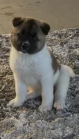 Sasha, a female Akita for sale in Dunn, NC – 5 of 6