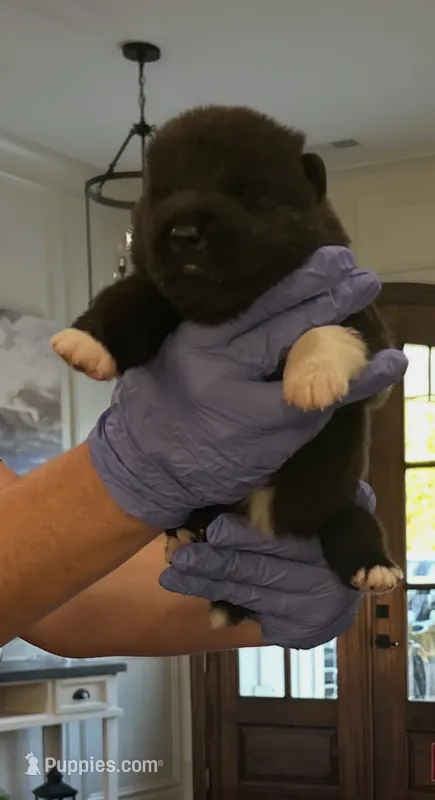 Blue – Akita puppy for sale in Dunn, NC