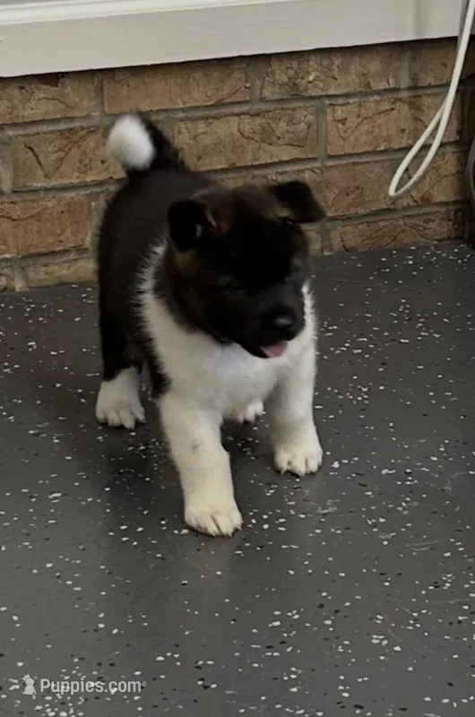 Duke – Akita puppy for sale in Butner, NC