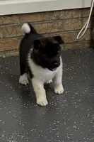 Duke, a male Akita for sale in Butner, NC – Photo 4 of 7