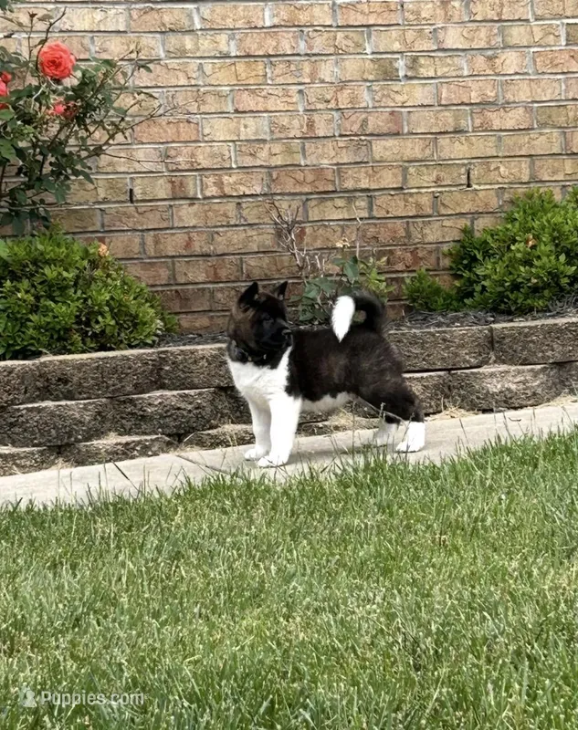 Duke – Akita puppy for sale in Butner, NC