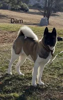 Duke, a male Akita for sale in Butner, NC – Photo 7 of 7