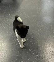 Duke, a male Akita for sale in Butner, NC – Photo 3 of 7