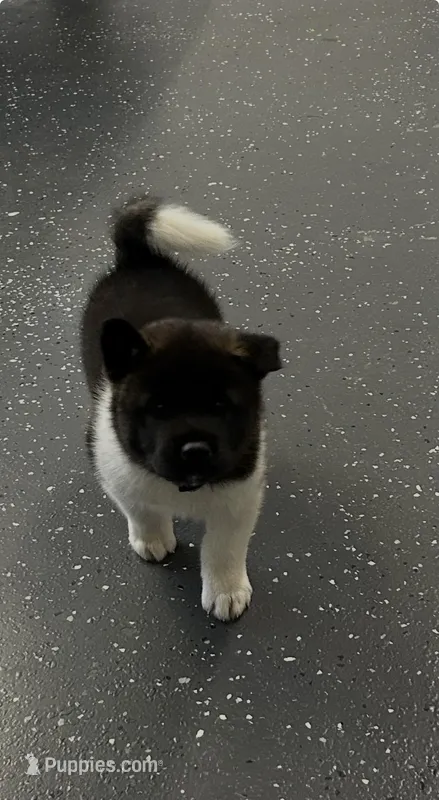 Duke – Akita puppy for sale in Butner, NC