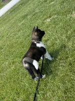 Duke , a male Akita for sale in Butner, NC – 10 of 10