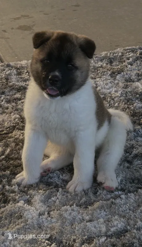 Sasha – Akita puppy for sale in Dunn, NC