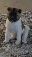 Sasha, a female Akita for sale in Dunn, NC – 1 of 6