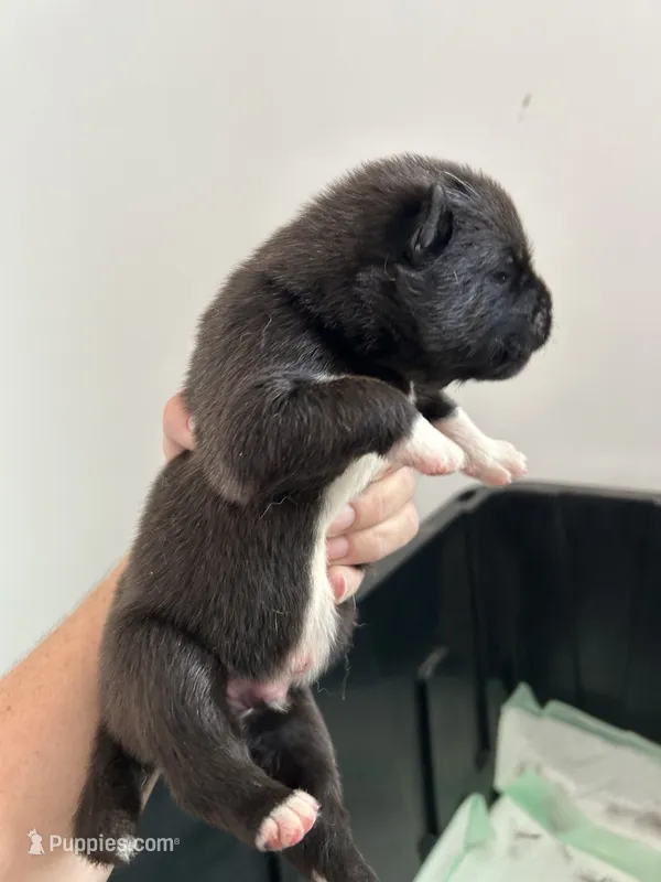 Blue – Akita puppy for sale in Dunn, NC
