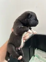 Blue, a male Akita for sale in Dunn, NC – 1 of 1