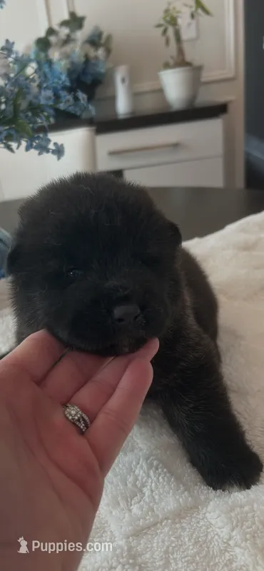 Tank  – Akita puppy for sale in Dunn, NC