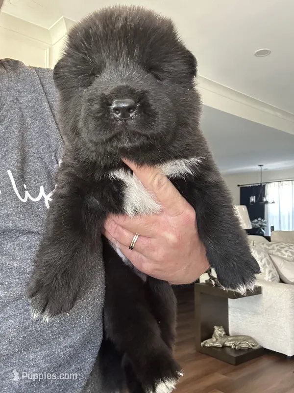 Taz – Akita puppy for sale in Dunn, NC