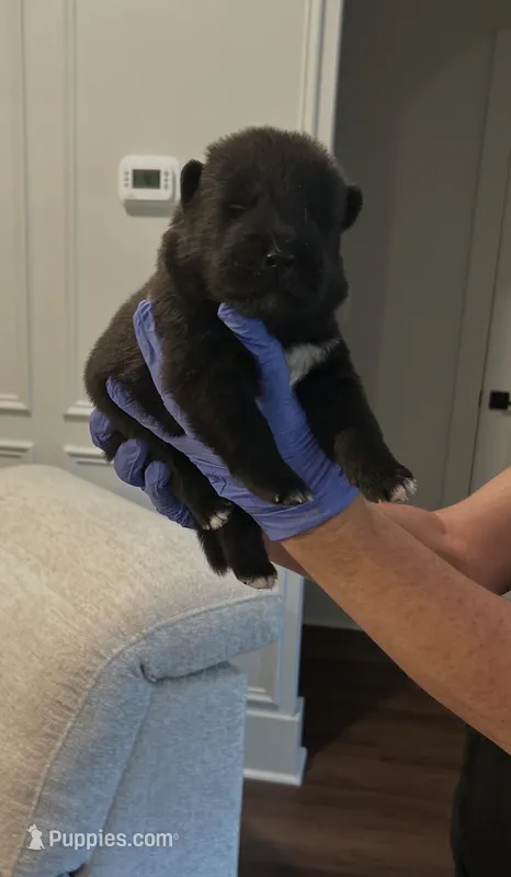 Tank  – Akita puppy for sale in Dunn, NC