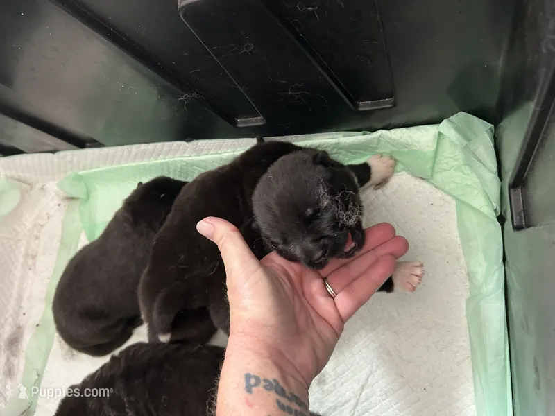 Lala – Akita puppy for sale in Dunn, NC
