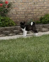 Duke , a male Akita for sale in Butner, NC – 8 of 10