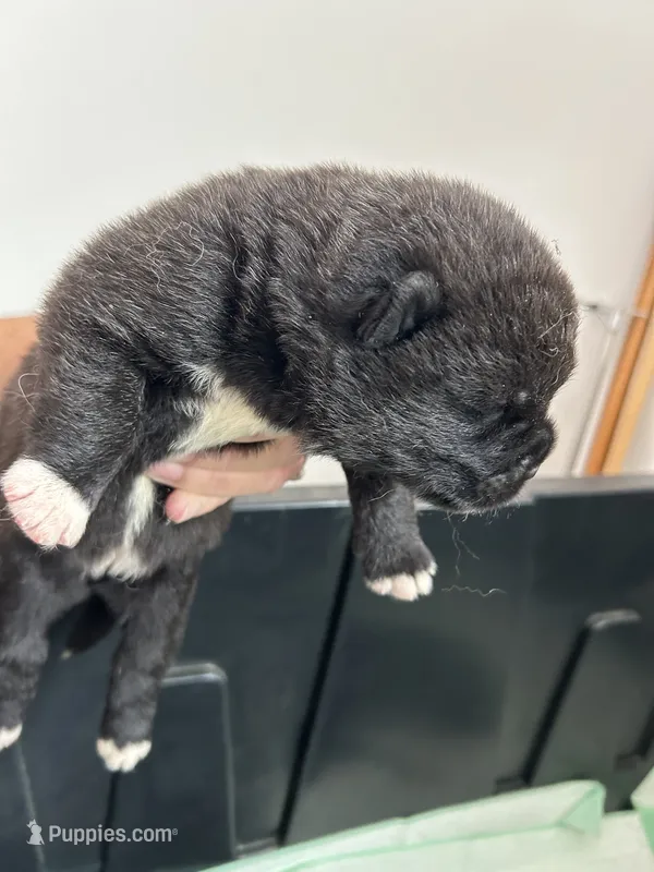 Tank – Akita puppy for sale in Dunn, NC