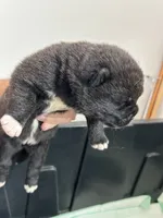 Tank, a male Akita for sale in Dunn, NC – 1 of 1